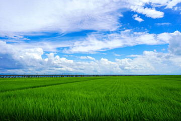 初夏の風を感じる青空に雲がたなびく米処新潟の田園風景