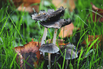 Awesome cute mushroom in the morning dew grass