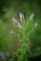 Blooming mint bush with green leaves and flowers grow in the gar