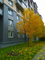 Colorful Golden autumn in city. Maple tree near residential building. Fallen yellow and orange leaves on green grass. Fall Scene. Ecology concept. Season landscape. Sale and Renting flat concept. Town
