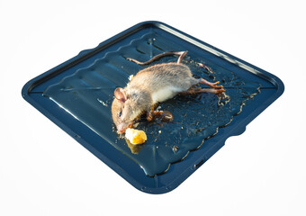 Rat or mice trapped on mousetrap isolated on white background, clipping path included. That animal...