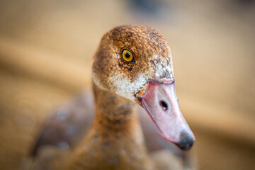portrait of a goose © Euan