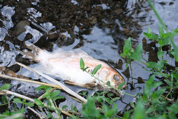 Obraz premium Death fish in a river because of water pollution