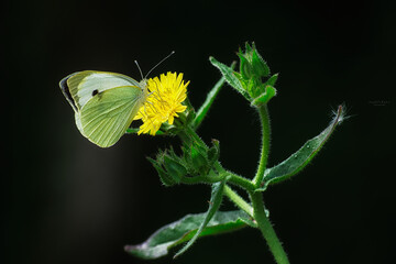mariposa