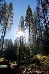 pine forest in autumn