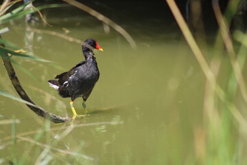 Gallinule poule d'eau