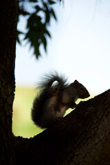 squirrel in the park