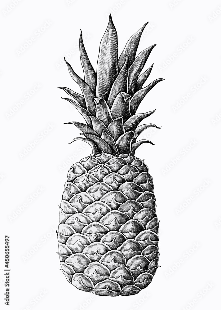 Sticker hand drawn fresh pineapple vector - Stickers