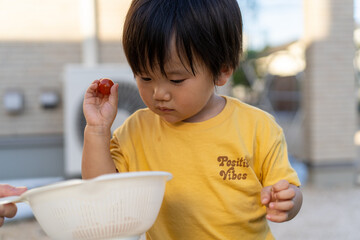 ミニトマト 子ども　収穫　