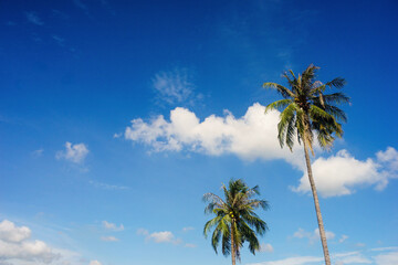 coconut tree with bluesky and clouds background