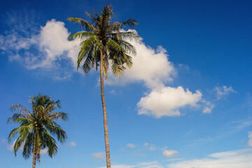 coconut tree with bluesky and clouds background