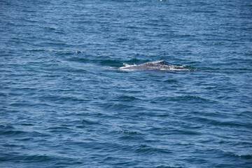 Naklejka premium boat on the sea