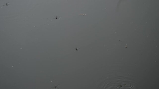 Close up water runner (Gerridae)in lake. HQ macro video.