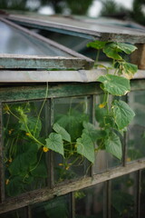 Fototapeta na wymiar Green leaves vine cucumbers grow from greenhouse