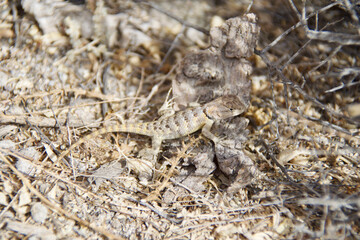 lizard on the stone