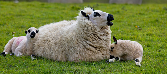 Kerry Hill Sheep, ewe with twin lambs, a rare breed variety, Heligan, Cornwall, England, UK.