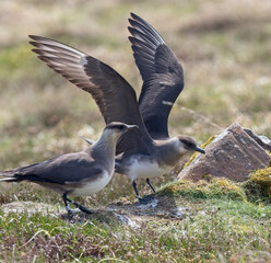 Arctic Skuas or Parasitic Jaegers (Stercorarius parasiticus), adult pale phase birds on the ground on Handa Island Nature Reserve, (Scottish Wildlife Trust), Highland, Scotland, UK.