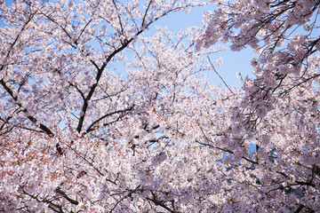 日本の桜