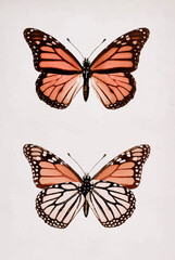 Fototapeta na wymiar Monarch Butterfly (Danais Archippus) vintage wall art print poster design remix from original artwork by Sherman F. Denton.