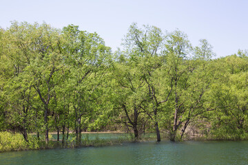 春の水没林