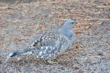 pigeon on the beach