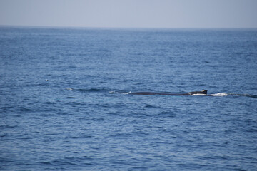 Obraz premium whale in the sea