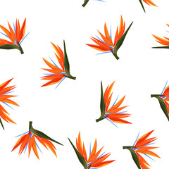 Seamless pattern of colorful strelitzia flowers. Vector exotic flowers bird of a paradise isolated on white background.