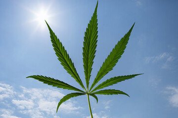 Medical cannabis leaf over white background. CBD