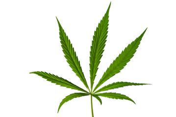 Medical cannabis leaf over white background. CBD