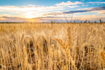 Looking at the grain growing in a field with the sun setting on the horizon