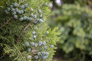 juniper with fruits background green