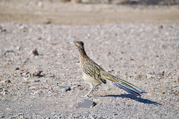 sparrow on the beach