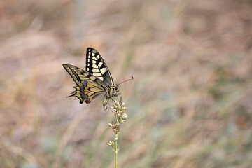 butterfly on a flower on a uniform background