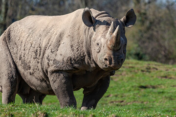 Black rhinoceros - Diceros bicornis - Botswana