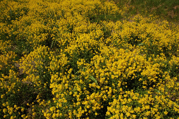 Yellow flower meadow