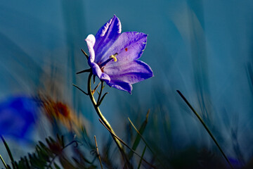 Bluebell in sunlight