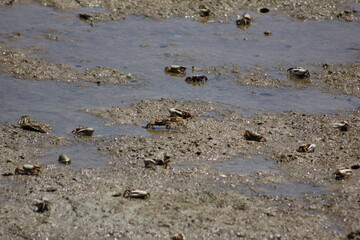 caranguejos na ria formosa