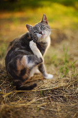 Fototapeta premium Pale grey cat paw scratching fleas behind the ear in summer garden at sunset.