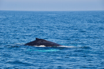 Fototapeta premium humpback tail