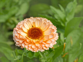 Closeup of a Calendula marigold, variety Pink Surprise