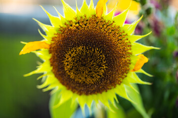 Obraz premium withered sunflowers as a symbol