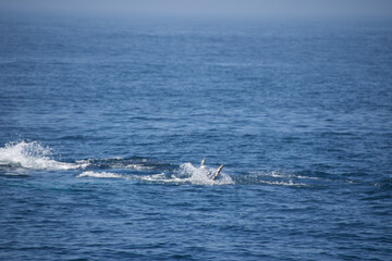 Obraz premium humpback tail