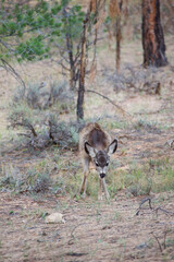 deer in the woods