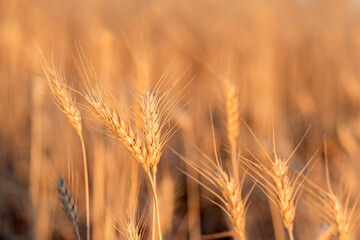 Fototapeta premium Two stems of grain standing strong in a field with the afternoon sun shining down.