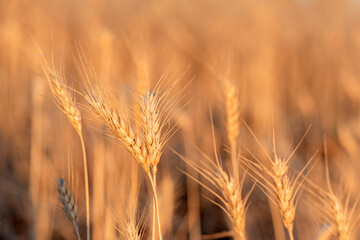 Two stems of grain standing strong in a field with the afternoon sun shining down.
