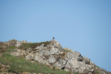 mountain goat on the rock