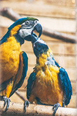 blue and yellow macaw sitting on a branch
