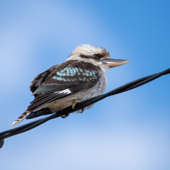 Laughing Kookaburra perched on a telephone wire