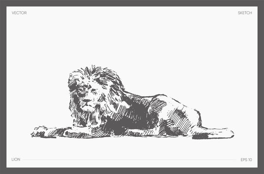 High hand drawn vector of lion, realistic sketch