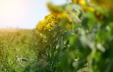 Obraz premium field with blooming sunflowers on a summer day, a row of plants
